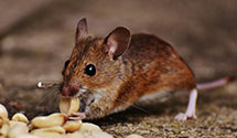 24 Hour & Emergency Exterminators in Farmington, CT